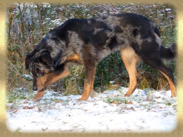 Vidjahya Des Loups Du Inouarch Bras