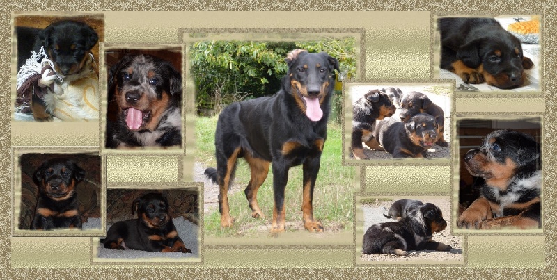 CHIOTS