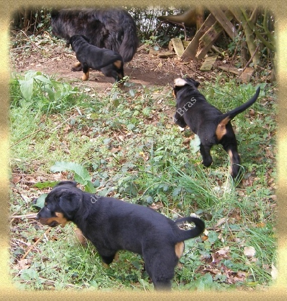 La Vie de nos Chiots
